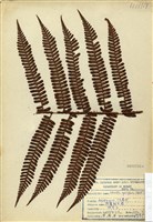 藏品(頂囊擬鱗毛蕨)的圖片